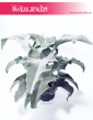 Kalanchoe Beharensis, Kalansza Beharensis, Pluszowe Uszy Słonia roślina, Kalanchoe sklep Kraków, sklep online
