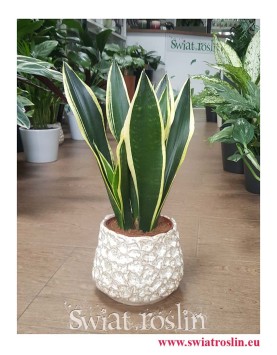 Sansevieria Lemon Flame, Sansewieria  Lemon Flame, sklep z roślinami, rosliny z insta