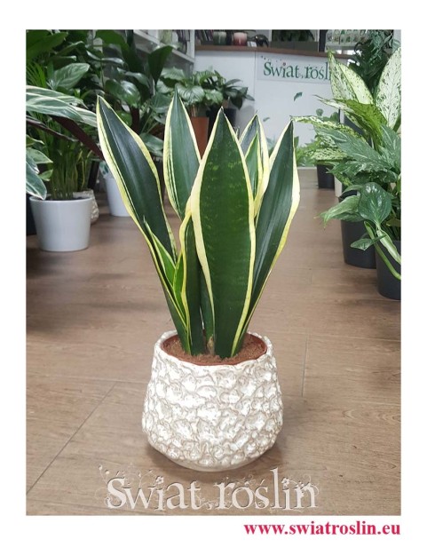 Sansevieria Lemon Flame, Sansewieria  Lemon Flame, sklep z roślinami, rosliny z insta