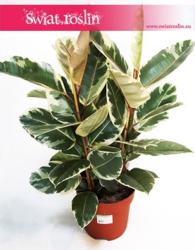 Ficus Elastica Tineke, Fikus Elastica Tineke, Figowiec Sprężysty Tineke, fikus sklep Kraków