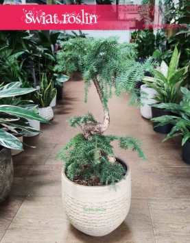 Araukaria Bonzai, Araucaria Cunninghamii Bonsai, Araucaria Bonzai sklep z roślinami doniczkowymi online, wysyłka roślin