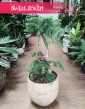Araukaria Bonzai, Araucaria Cunninghamii Bonsai, Araucaria Bonzai sklep z roślinami doniczkowymi online, wysyłka roślin