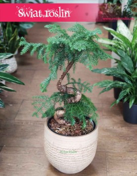 Araukaria Bonzai, Araucaria Cunninghamii Bonsai, Araucaria Bonzai sklep Kraków