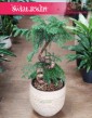 Araukaria Bonzai, Araucaria Cunninghamii Bonsai, Araucaria Bonzai sklep Kraków