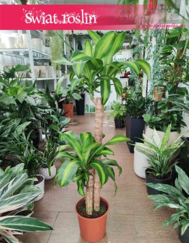 Duża Dracena Wonna, Wielka Dracaena Fragrans Massangeana sklep Kraków