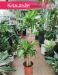 Duża Dracena Wonna, Wielka Dracaena Fragrans Massangeana sklep Kraków