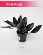 Scindapsus Treubii Dark Form, Epipremnum Treubii Dark Form