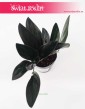Scindapsus Treubii Dark Form, Epipremnum Treubii Dark Form, scindapsus sklep Kraków, modne rośliny z insta