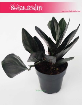 Scindapsus Treubii Dark Form, Epipremnum Treubii Dark Form sklep online