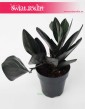 Scindapsus Treubii Dark Form, Epipremnum Treubii Dark Form sklep online