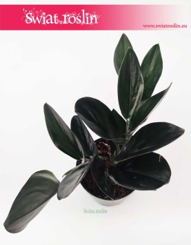 Scindapsus Treubii Dark Form sklep Kraków, Epipremnum Treubii Dark Form wysyłka
