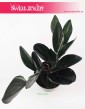 Scindapsus Treubii Dark Form sklep Kraków, Epipremnum Treubii Dark Form wysyłka