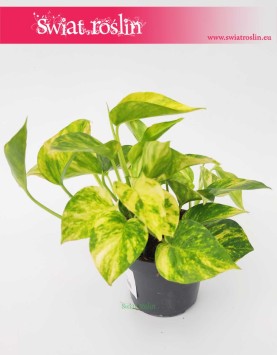 Scindapsus Pinnatum Hicolor, Epipremnum Pinnatum Hicolor