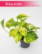 Scindapsus Pinnatum Hicolor, Epipremnum Pinnatum Hicolor