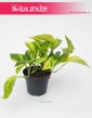 Scindapsus Pinnatum Hicolor, Epipremnum Pinnatum Hicolor, scndapsus modne rośliny  z insta