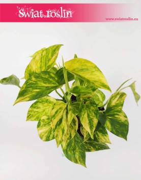 Scindapsus Pinnatum Hicolor, Epipremnum Pinnatum Hicolor, rośliny sklep internetowy online