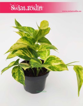 Scindapsus Pinnatum Hicolor, Epipremnum Pinnatum Hicolor, rośliny łatwe w uprawie sklep online internetowy