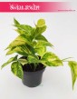 Scindapsus Pinnatum Hicolor, Epipremnum Pinnatum Hicolor, rośliny łatwe w uprawie sklep online internetowy