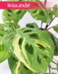 Maranta Kerchoveana Variegata, kolekcjonerskie rośliny sklep online internetowy