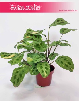 Maranta Kerchoveana Variegata sklep Kraków