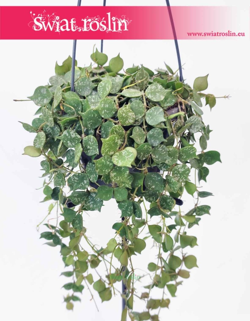 Hoya Curtisii, Hoja Curtissi, Woskownica Curtisii