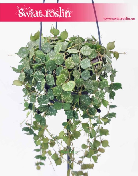 Hoya Curtisii, Hoja Curtissi, Woskownica Curtisii