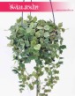 Hoya Curtisii, Hoja Curtissi, Woskownica Curtisii