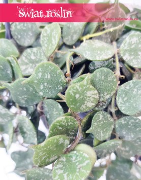 Hoya Curtisii, Hoja Curtissi, Woskownica Curtisii, popularne modne rośliny doniczkowe