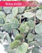 Hoya Curtisii, Hoja Curtissi, Woskownica Curtisii, popularne modne rośliny doniczkowe