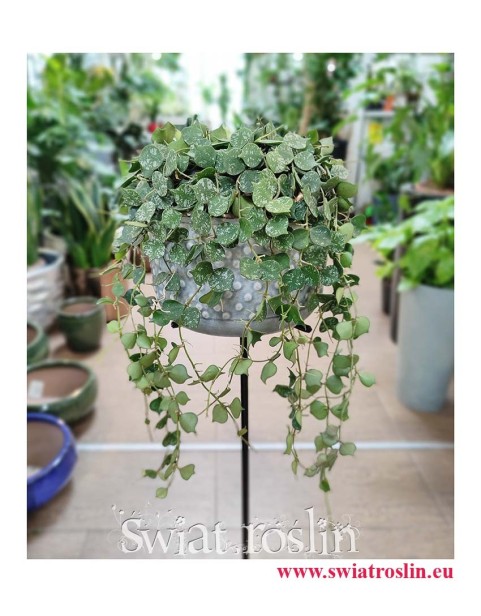 Hoya Curtisii, Hoja Curtissi, Woskownica Curtisii, modne rośliny doniczkowe z insta sklep online internetowy
