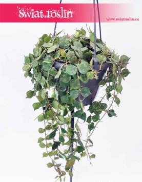 Hoya Curtisii, Hoja Curtissi, Woskownica Curtisii, internetowys sklep z roślinami online, wysyłka roślin