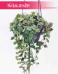 Hoya Curtisii, Hoja Curtissi, Woskownica Curtisii, internetowys sklep z roślinami online, wysyłka roślin