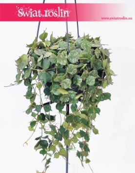 Hoya Curtisii, Hoja Curtissi, Woskownica Curtisii, hoja sklep z roślinami w Krakowie