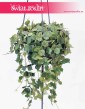Hoya Curtisii, Hoja Curtissi, Woskownica Curtisii, hoja sklep z roślinami w Krakowie