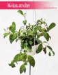 Eschynantus Marmoratus, Eszynantus Marmurkowy, Aeschynantus Marmoratus, sklep z roslinami online