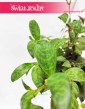 Eschynantus Marmoratus, Eszynantus Marmurkowy, Aeschynantus Marmoratus, modne rośliny