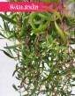 Senecio Herreianus Purple Flush, Starzec Herreiana Purple Flushm modne rośliny doniczkowe online sklep internetowy
