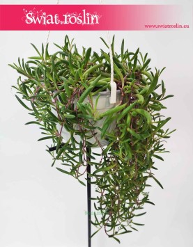 Senecio Herreianus Purple Flush, Starzec Herreiana Purple Flush, sklep z roślinami w Krakowie
