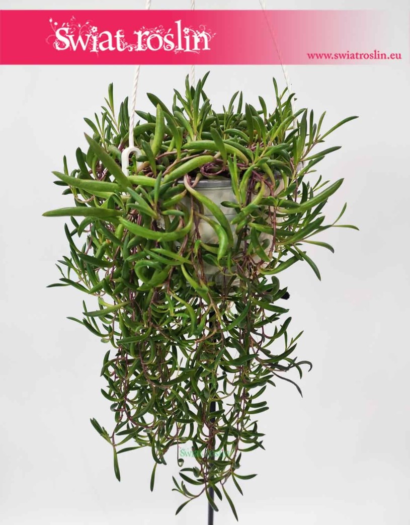 Senecio Herreianus Purple Flush, Starzec Herreiana Purple Flush, sklep z roślinami do biura, do firmy do mieszkania
