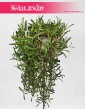 Senecio Herreianus Purple Flush, Starzec Herreiana Purple Flush, sklep z roślinami do biura, do firmy do mieszkania