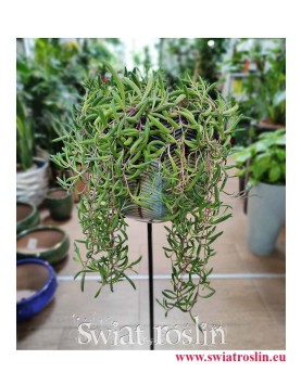 Senecio Herreianus 'Purple Flush' Starzec Herreiana