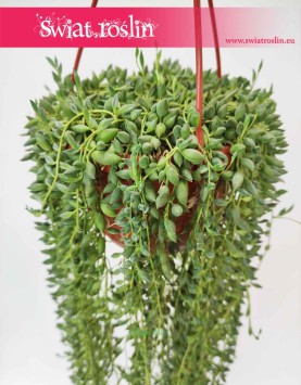 Duży Senecio Herreianus, Wielki Starzec Herreiana