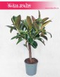 Fikus Elastica Melany drzewko, Ficus Elastica Melany drzewko, Figowiec Sprężysty Melany drzewko