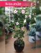 Mandevilla różowa, Sundevilla różowa, Dipladenia różowa, sklep Kraków, sklep Online