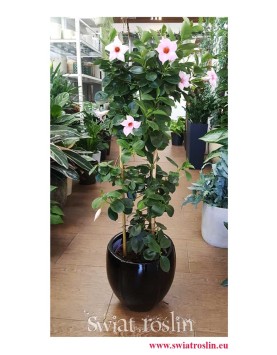 Mandevilla różowa, Sundevilla różowa, Dipladenia różowa, sklep online z roślinami doniczkowymi