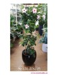 Mandevilla różowa, Sundevilla różowa, Dipladenia różowa, sklep online z roślinami doniczkowymi