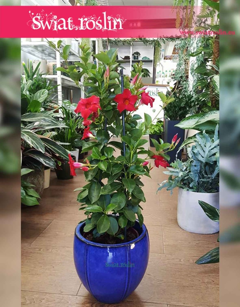 Mandevilla czerwona, Sundevilla czerwona, Dipladenia czerwona, sklep Kraków, sklep online