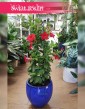 Mandevilla czerwona, Sundevilla czerwona, Dipladenia czerwona, sklep Kraków, sklep online