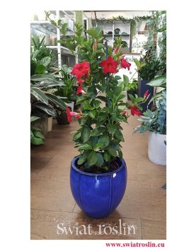 Mandevilla czerwona, Sundevilla czerwona, Dipladenia, sklep z roslinami online internetowy