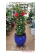 Mandevilla czerwona, Sundevilla czerwona, Dipladenia, sklep z roslinami online internetowy